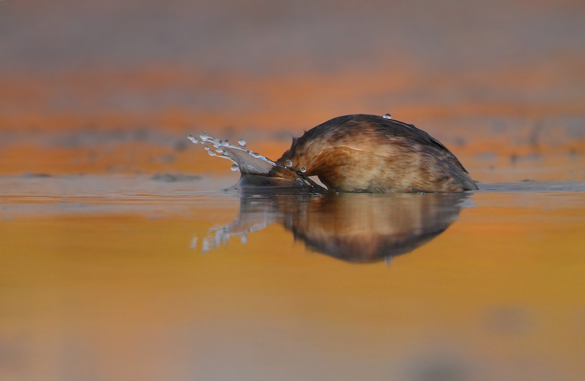 I'm a little grebe and I dive