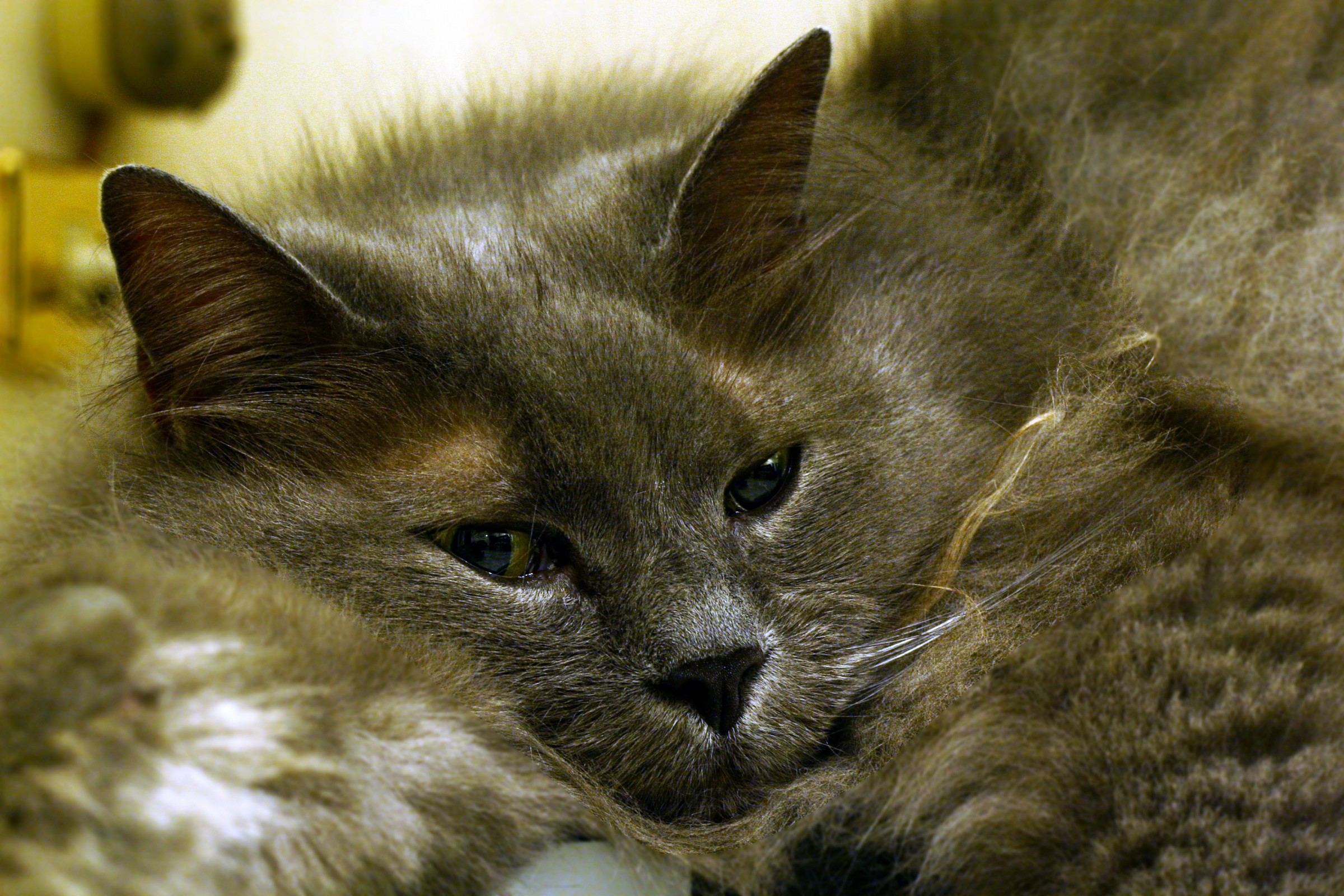 Morfeo...il Dio sei sogni