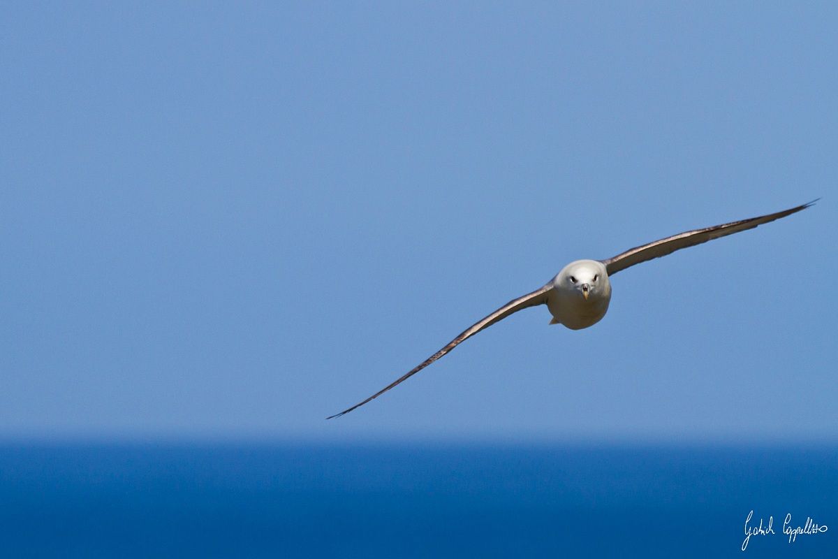 Fulmar (Fulmarus glacialis)