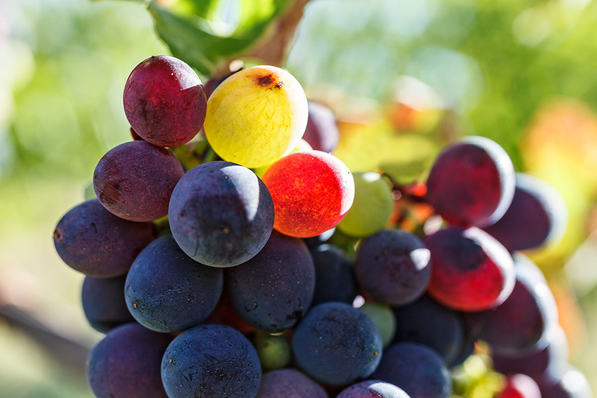 Colori di un grappolo