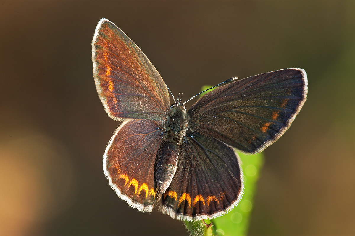 Plebejus argyrognomon
