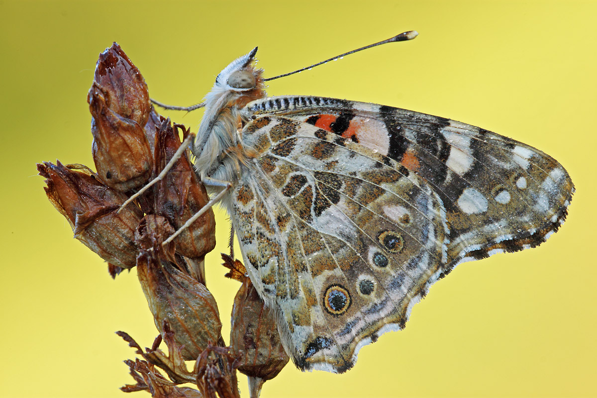 Vanessa cardui