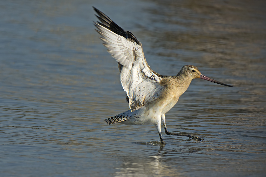 atterraggio  ( pittima)