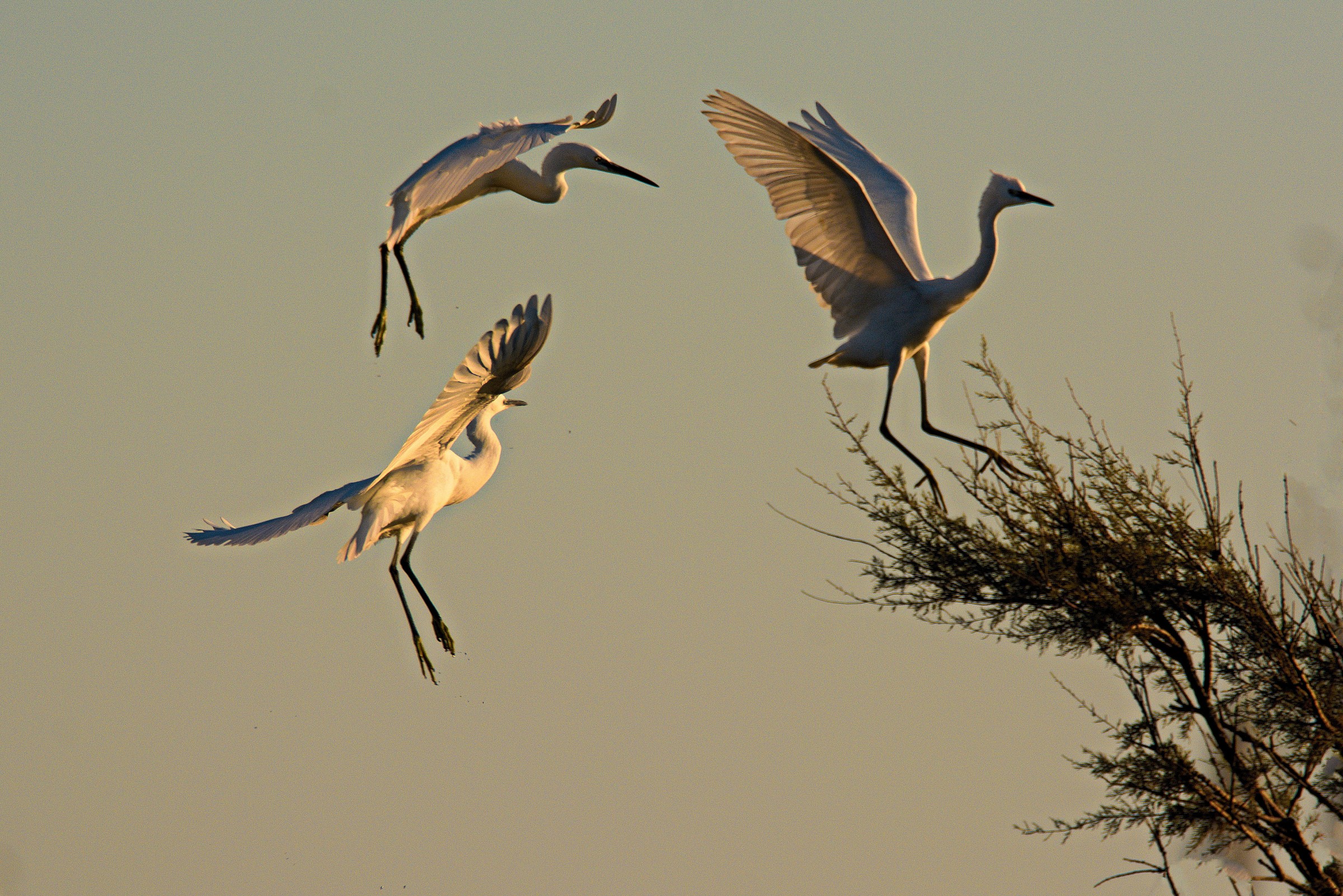 Egrets all'appollo