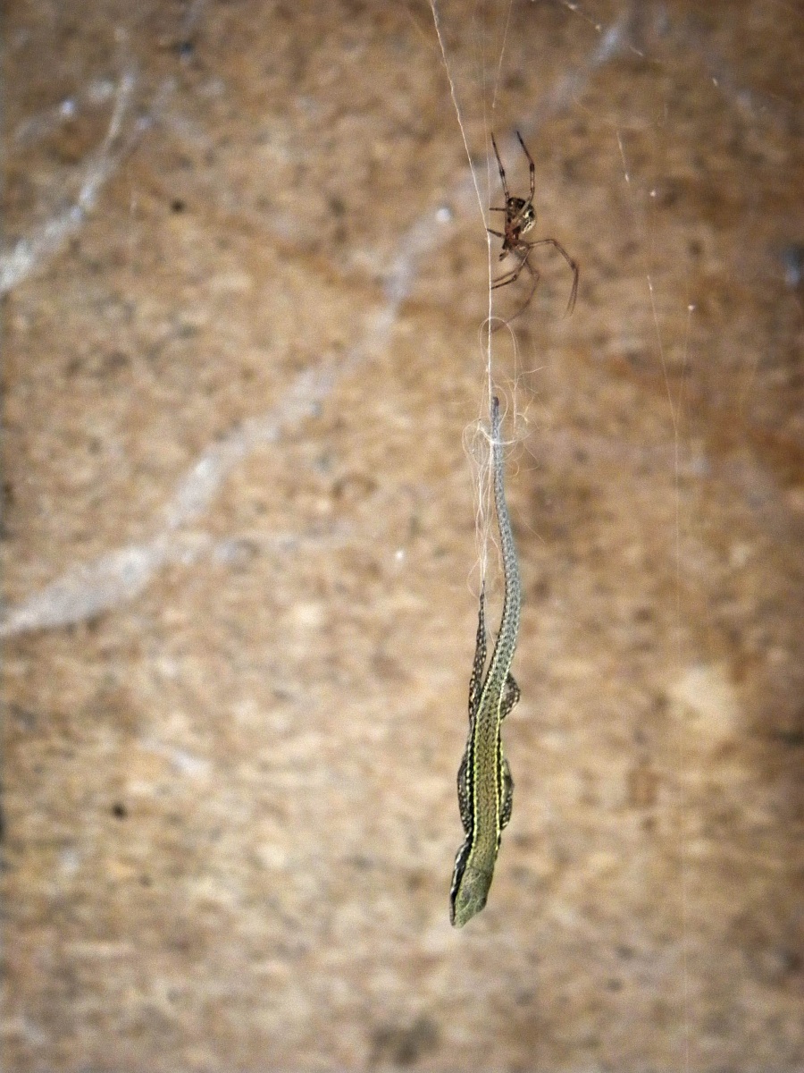 Into the trap of "prey"