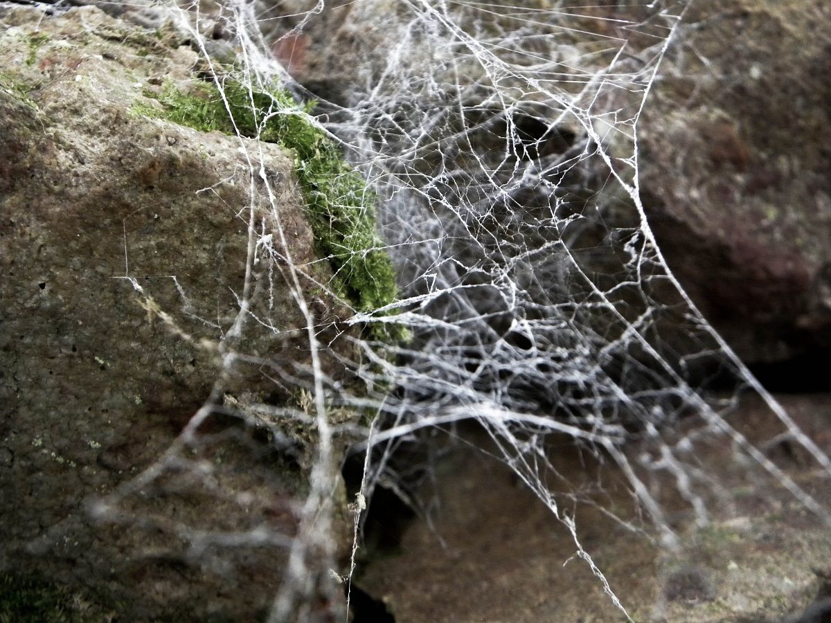 Spider Web