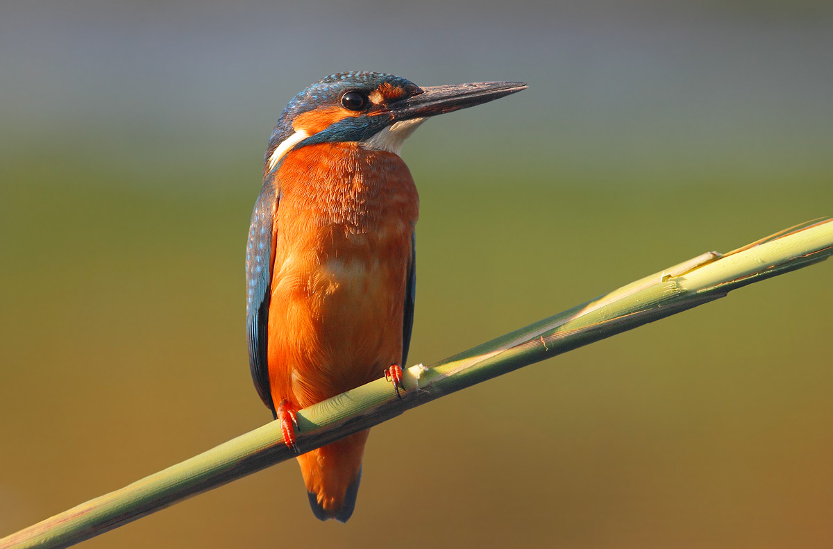 kingfisher