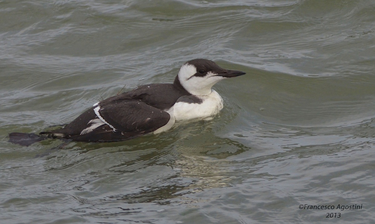 Incontro inatteso (uria)