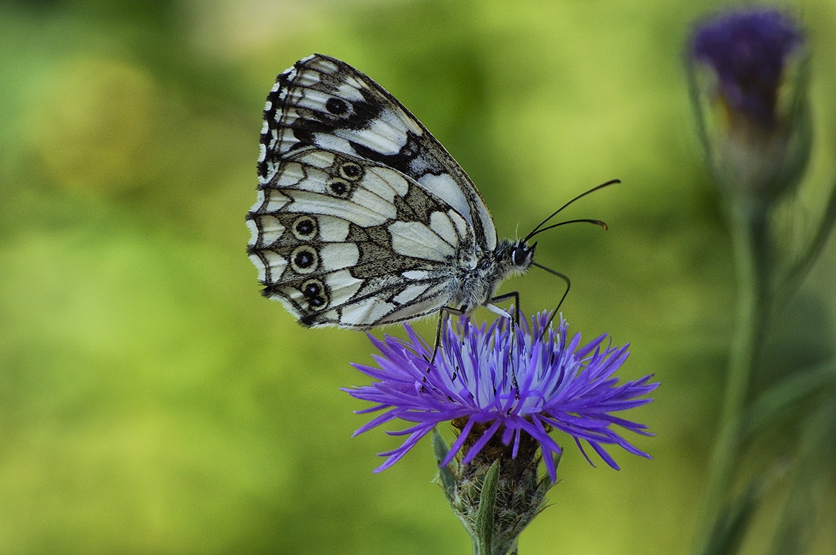 Melanargia Galatea
