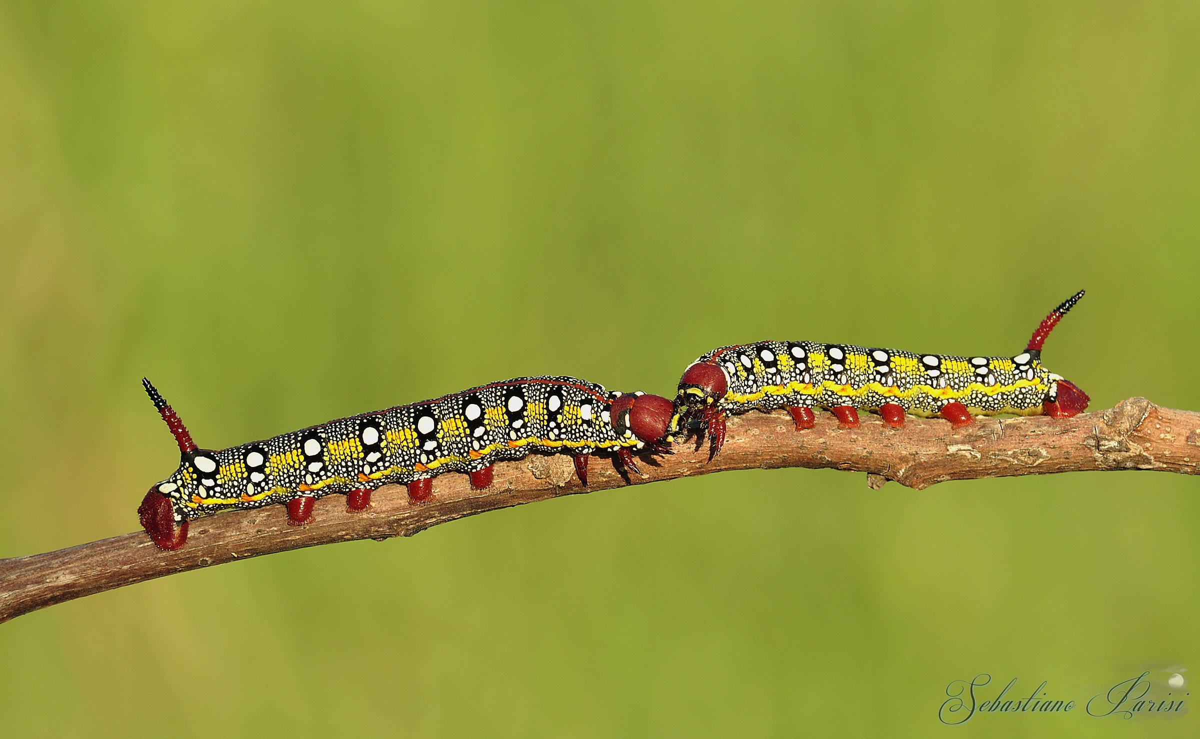 Bruchi di Hyles euphorbiae (Sfinge dell'euforbia)