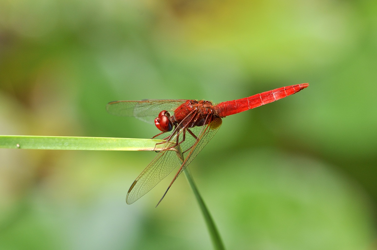 libellula