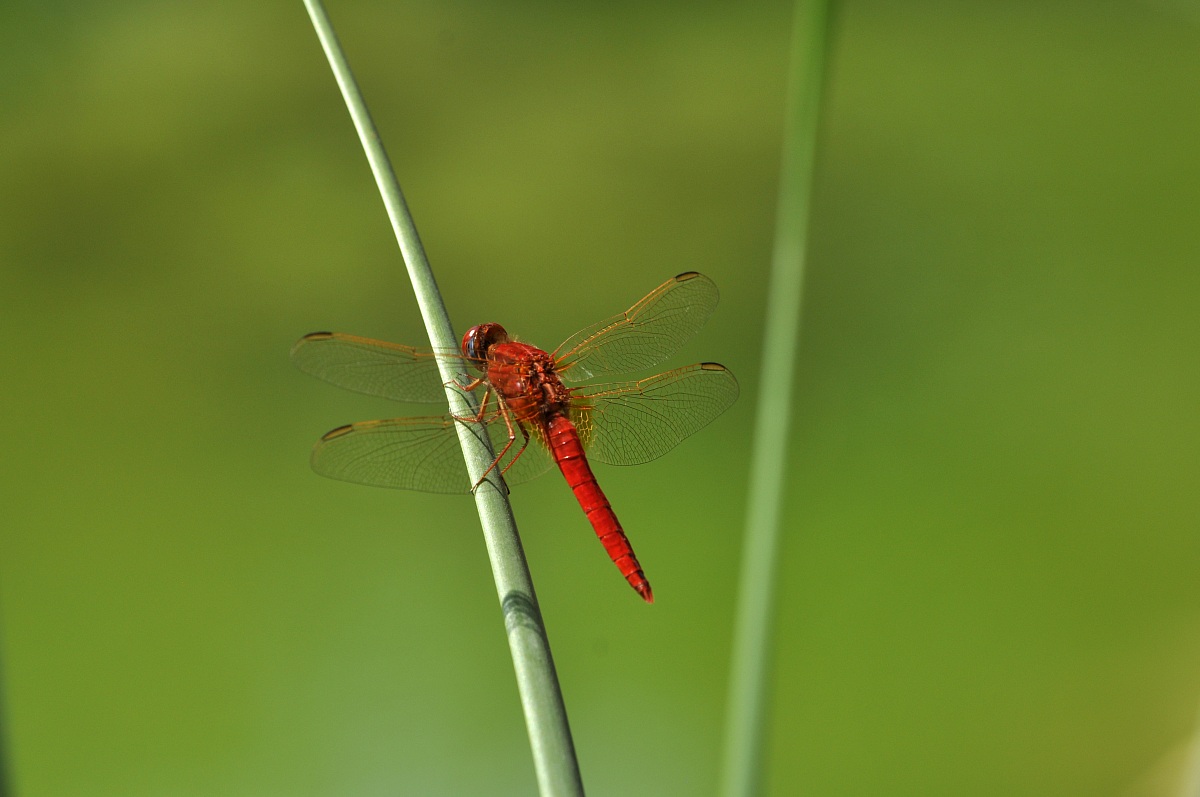 libellula