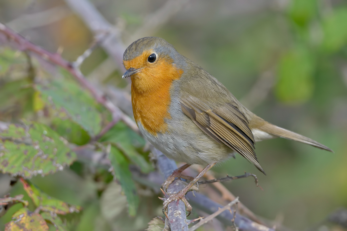 Pettirosso (Erithacus rubecula)