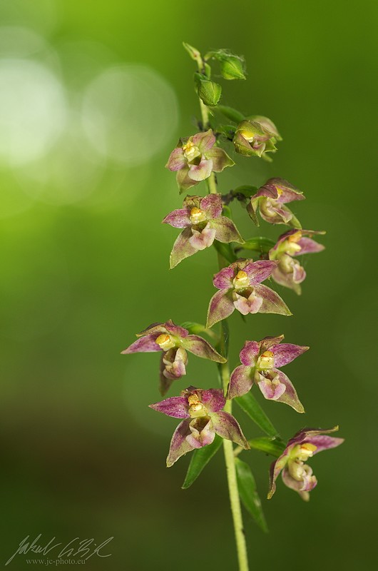 Epipactis helleborine