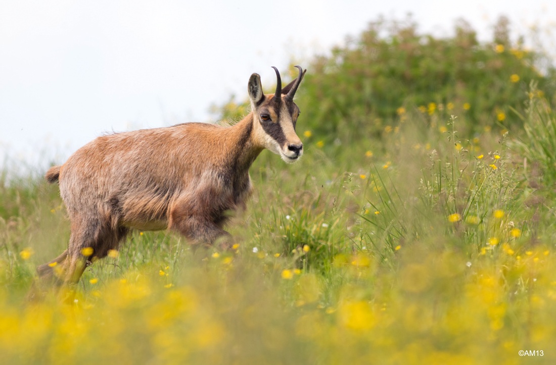 A walk in the mountains