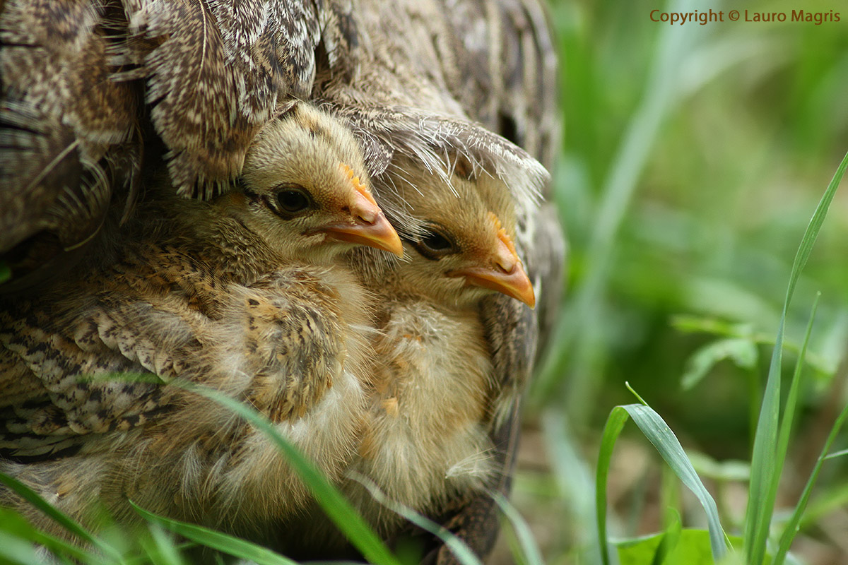 Under the warm feathers mamy
