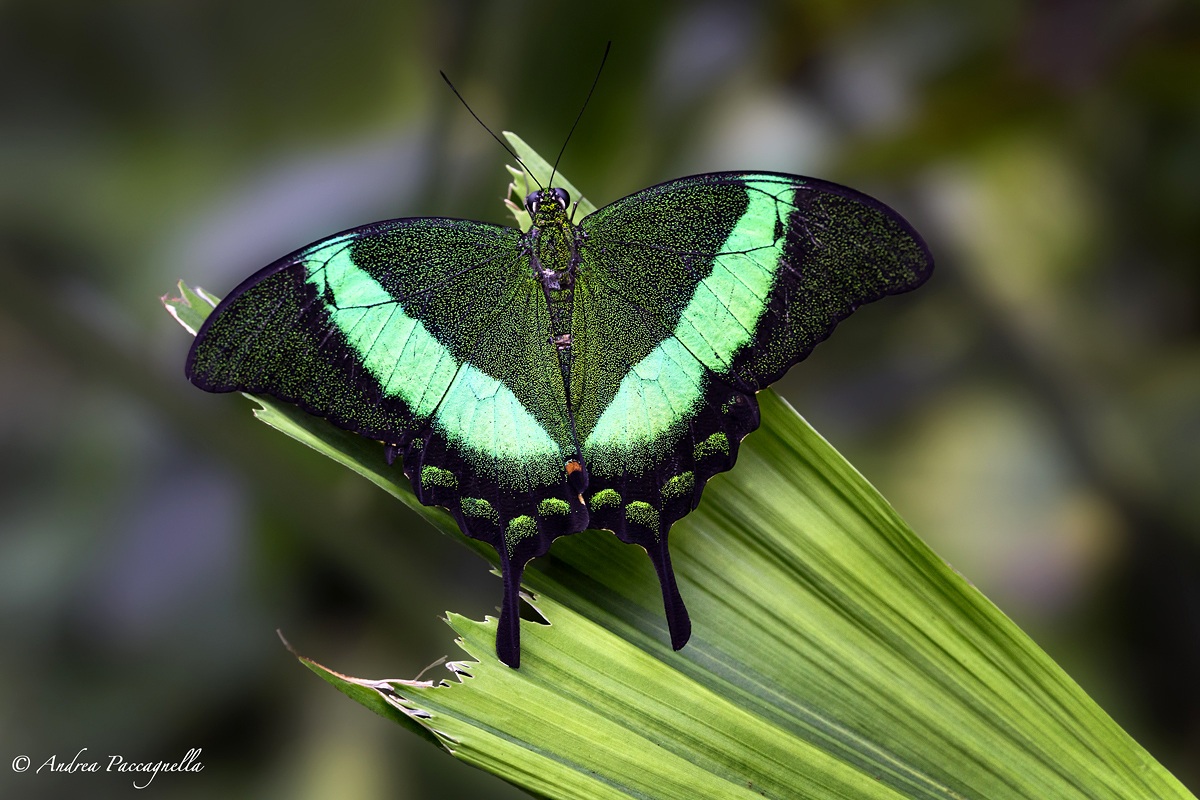 Papilio Palinurus (Butterfly Emerald)