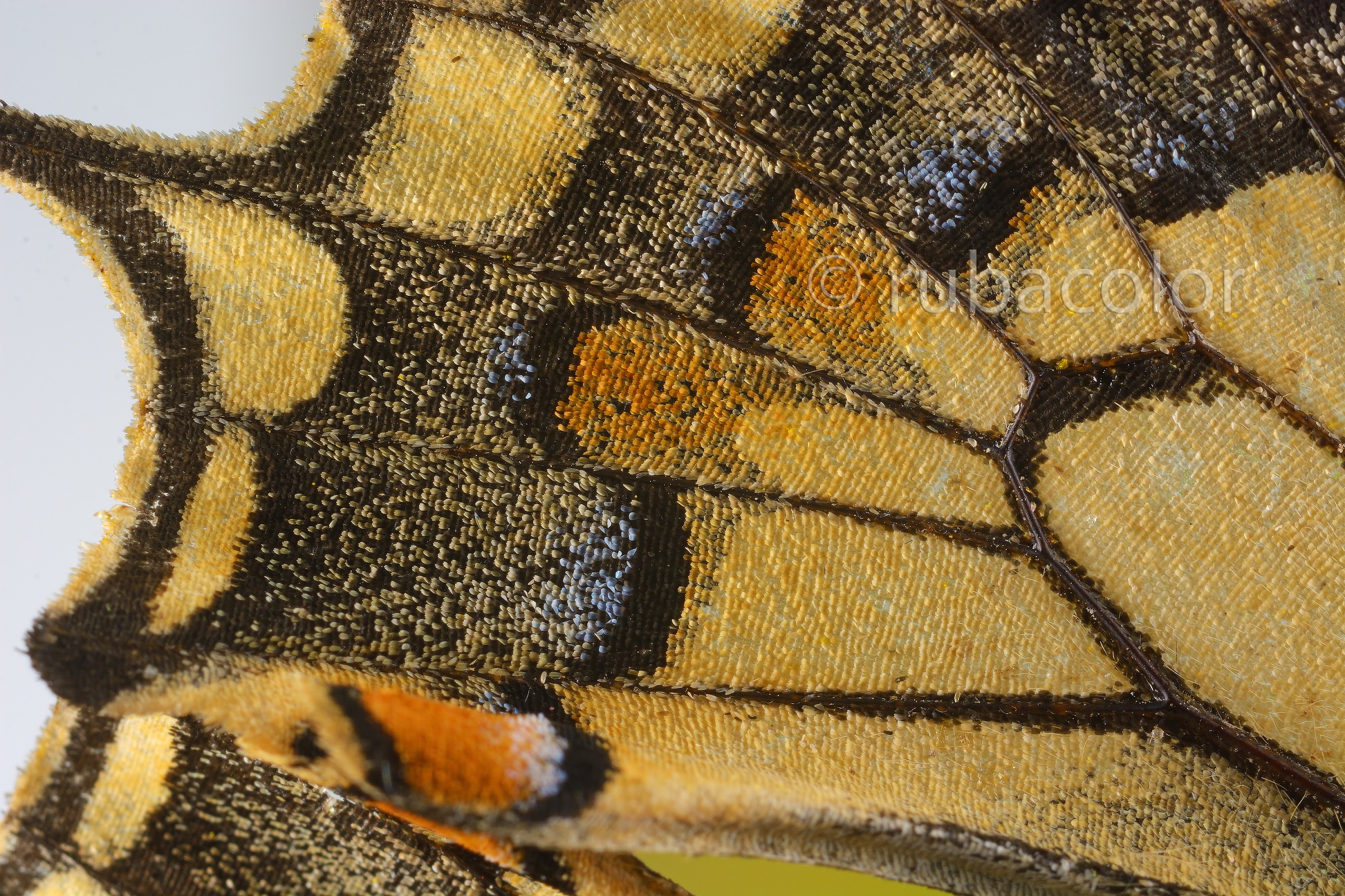 Particular wing of Papilio macaon