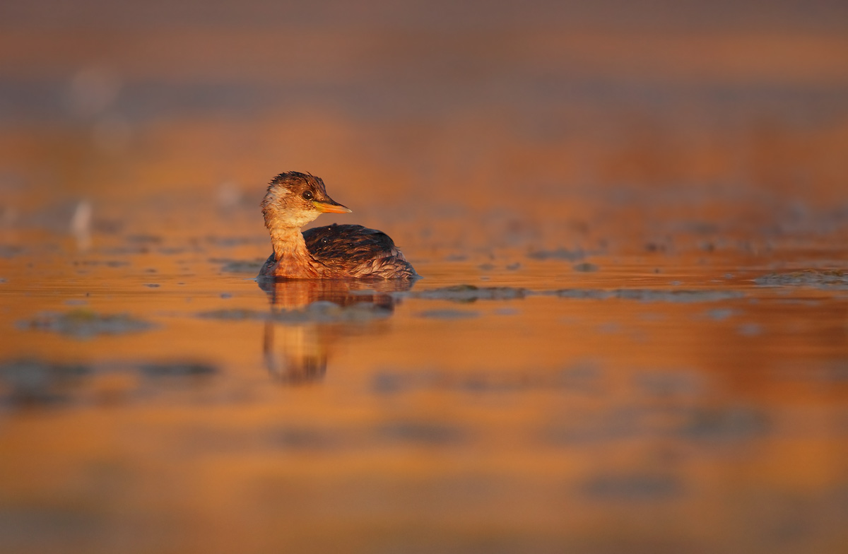 Tuffettino wrapped in the warm light of dawn