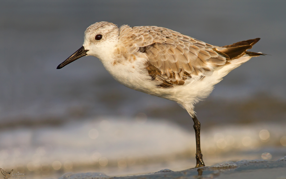 Piovanello tridattilo