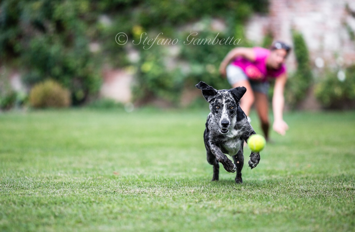 Preda, predatore, padrone