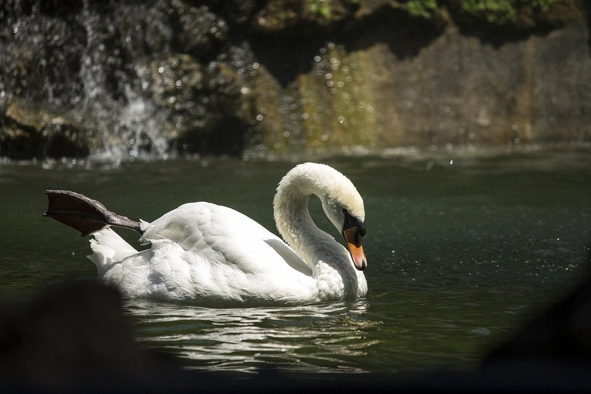 Cigno