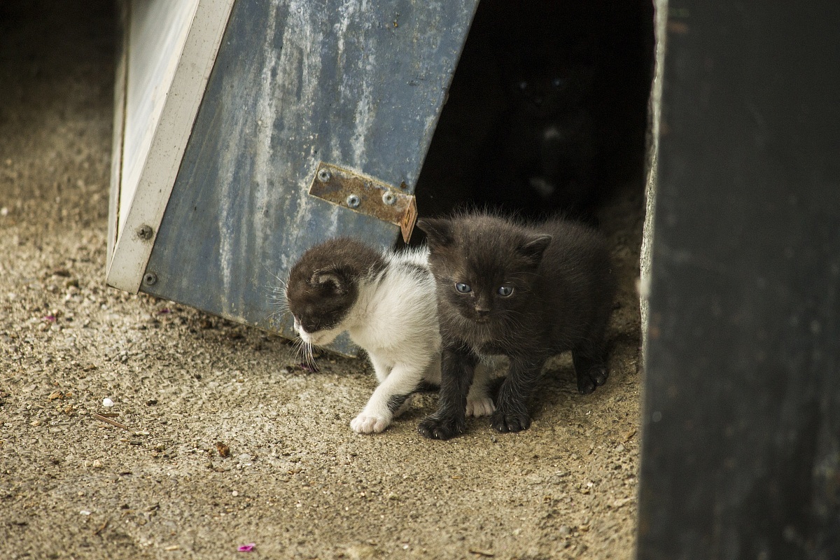 Gatti sotto casa 01