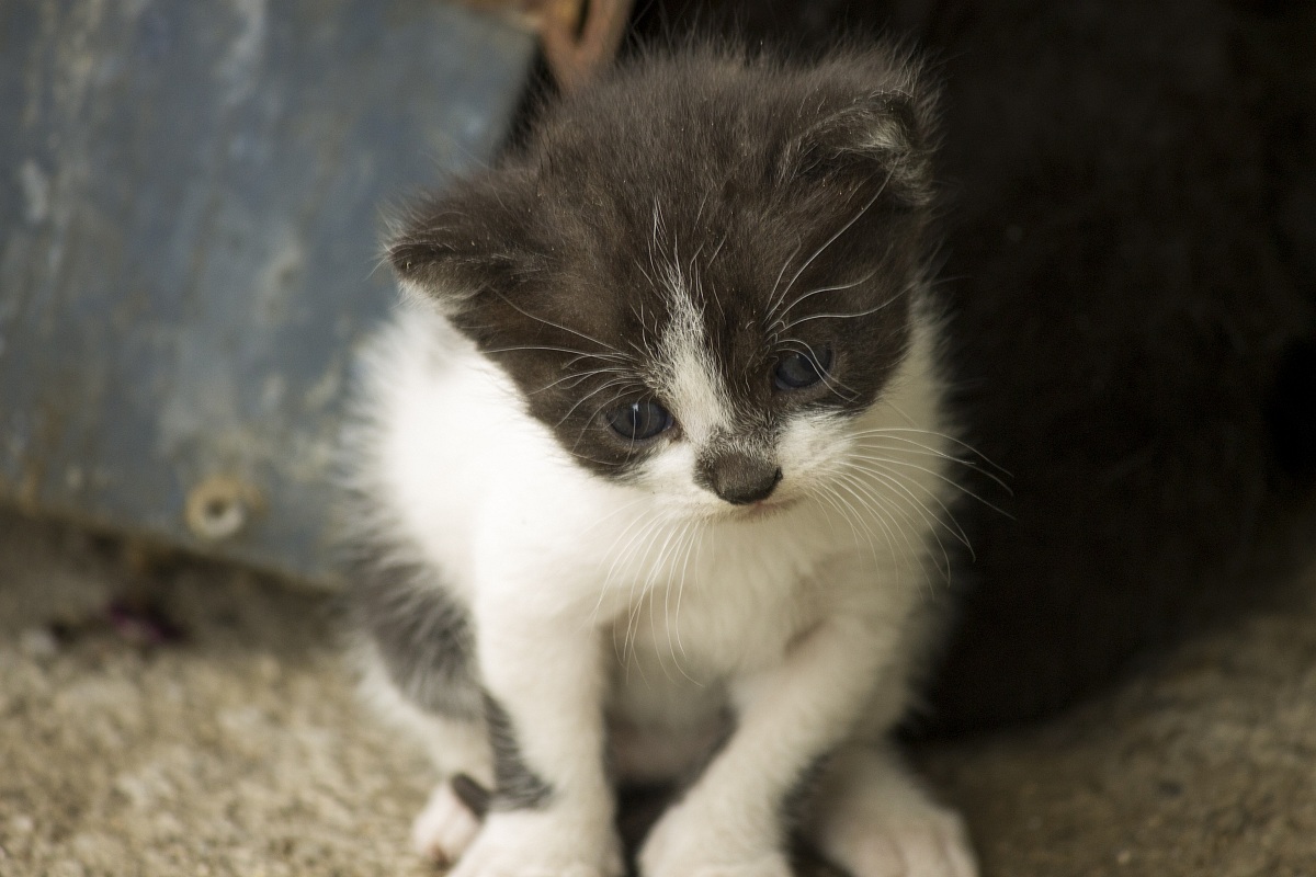Gatti sotto casa 02