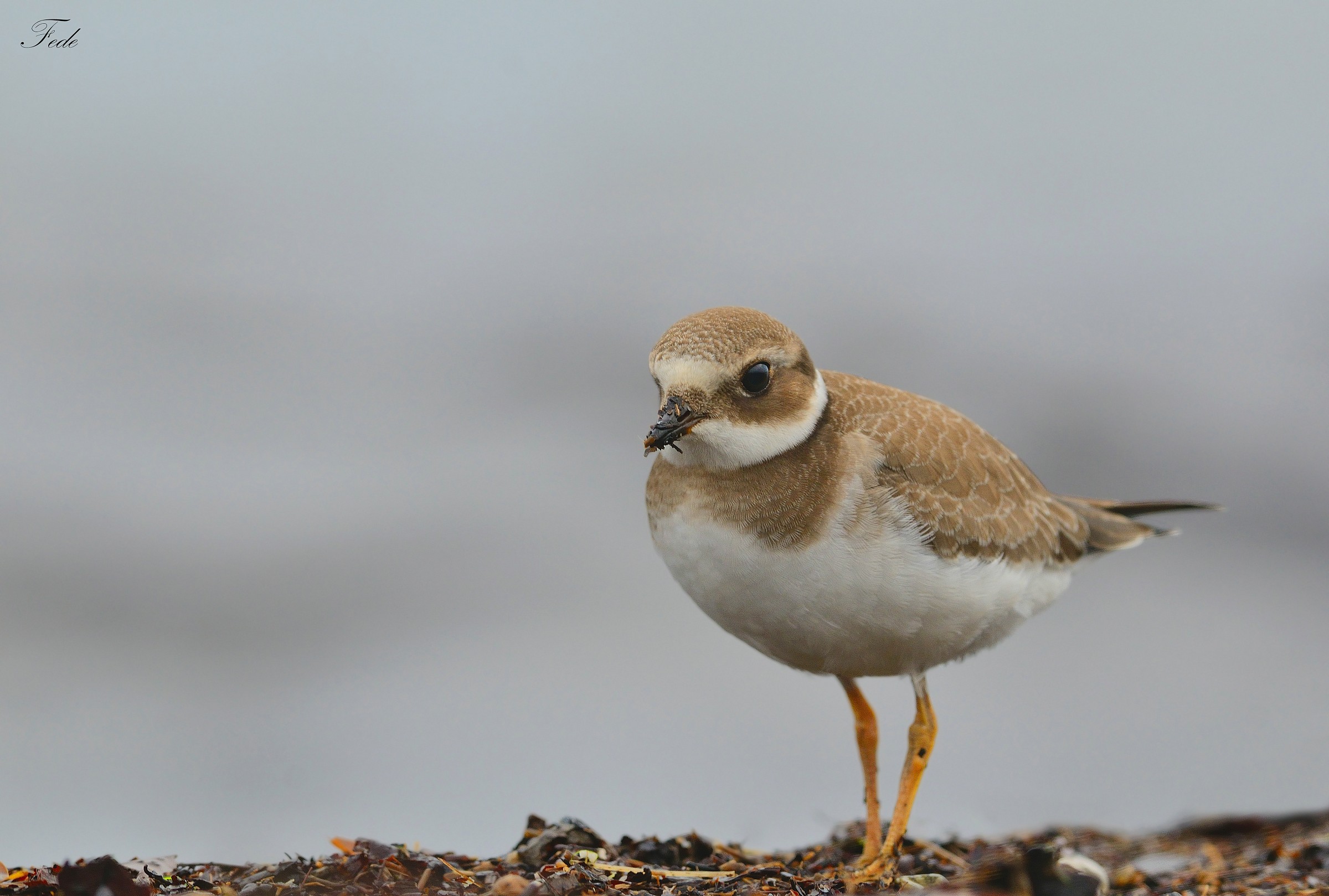 Ringed Plover