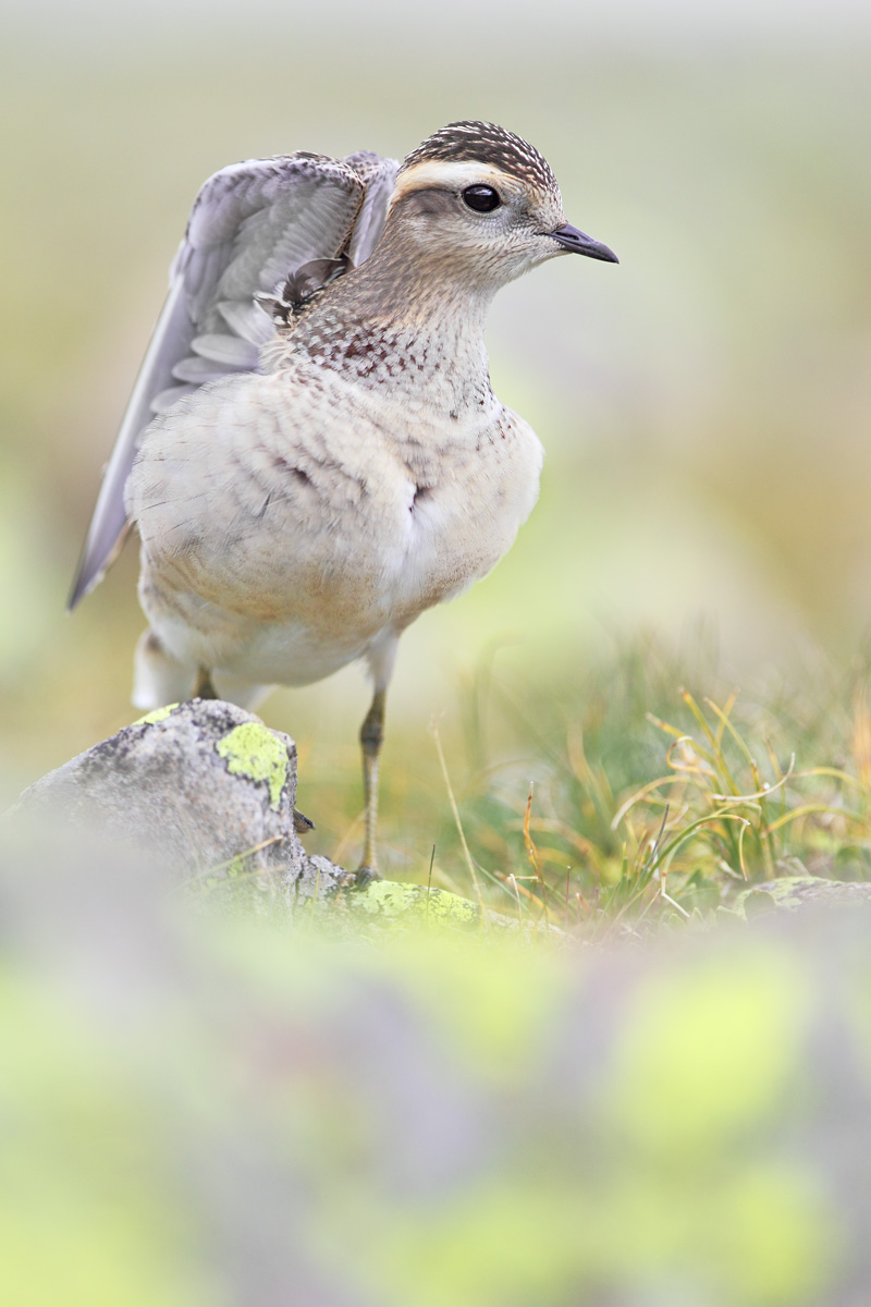 Stretching nella prateria