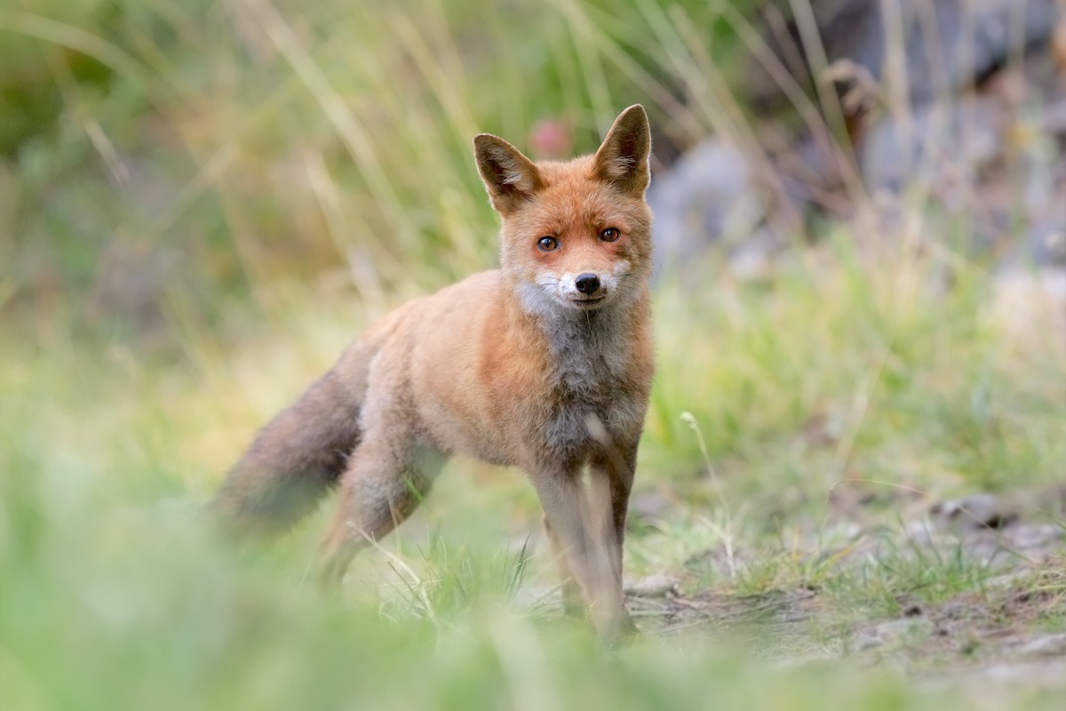 Pensavo fossi un cervo