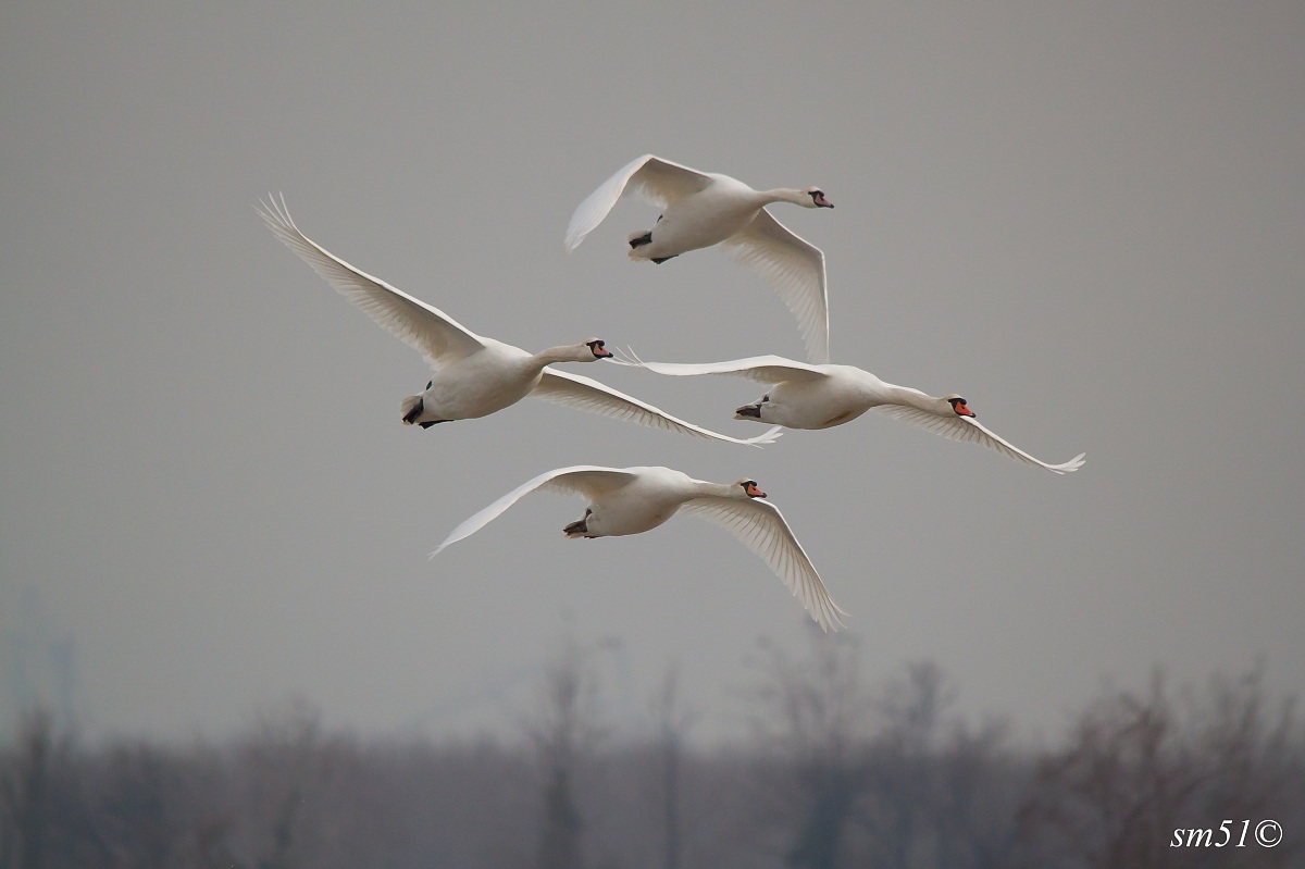 Swans in flight