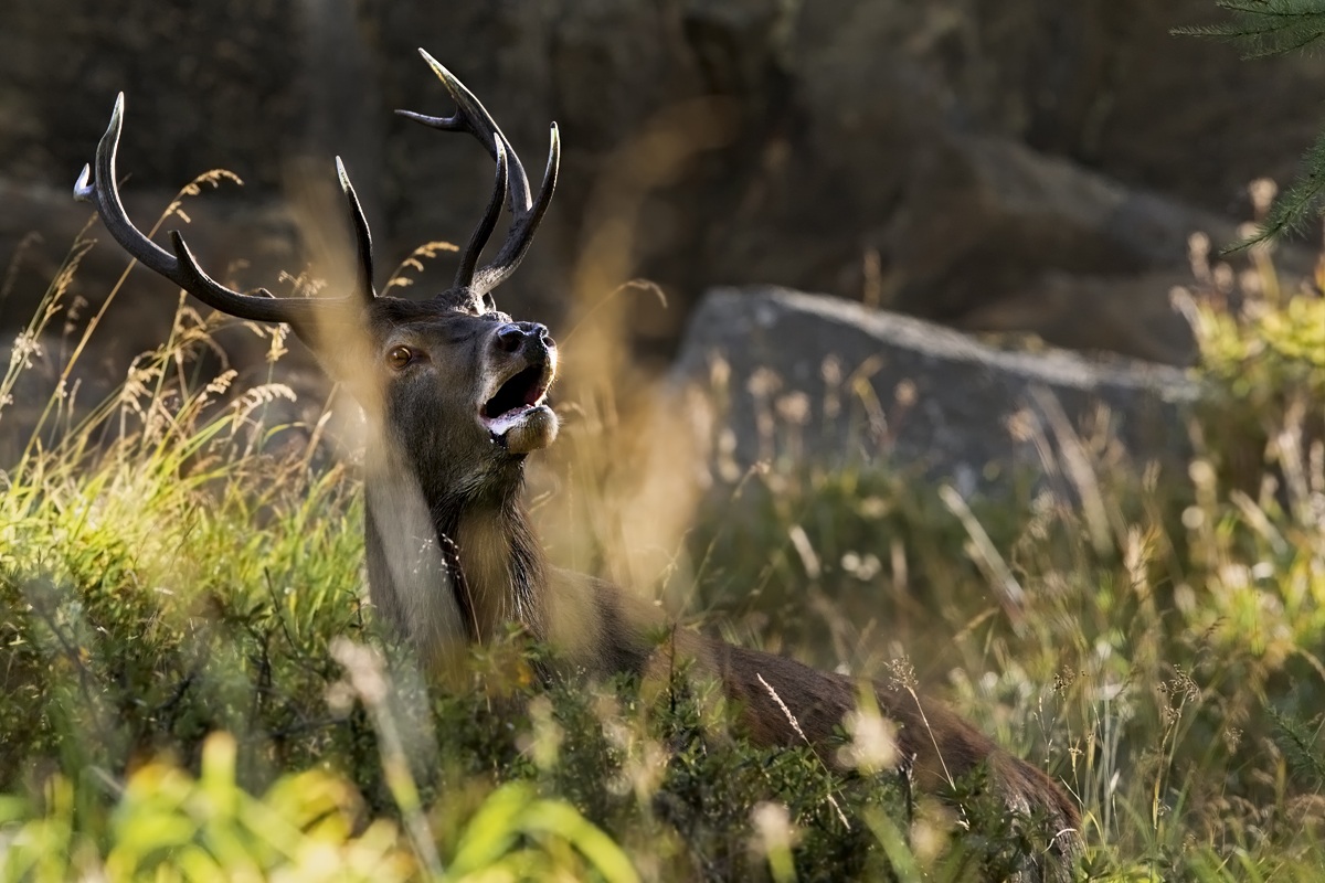 Tra le fiamme della passione