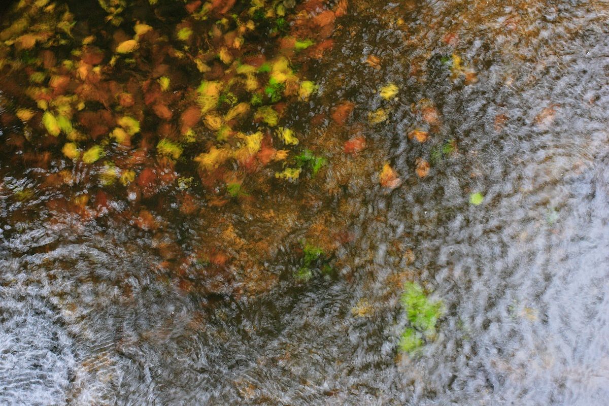 foglie d'autunno-SARDEGNA