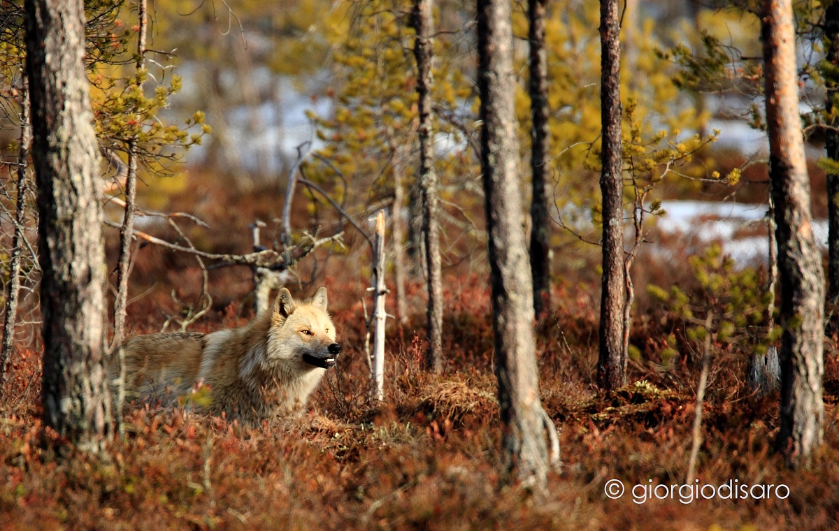 Wolf at the edge of the forest