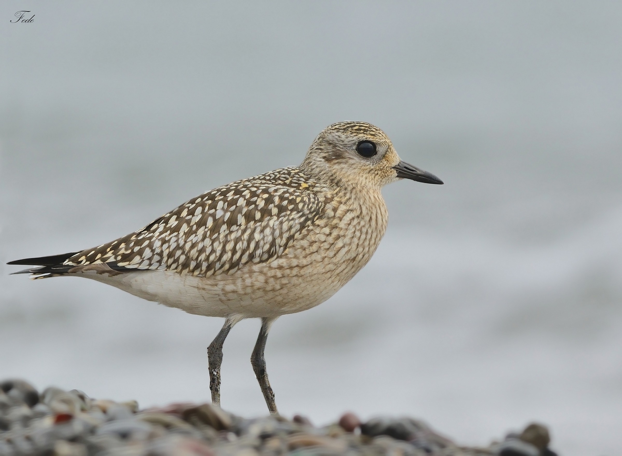 Grey Plover