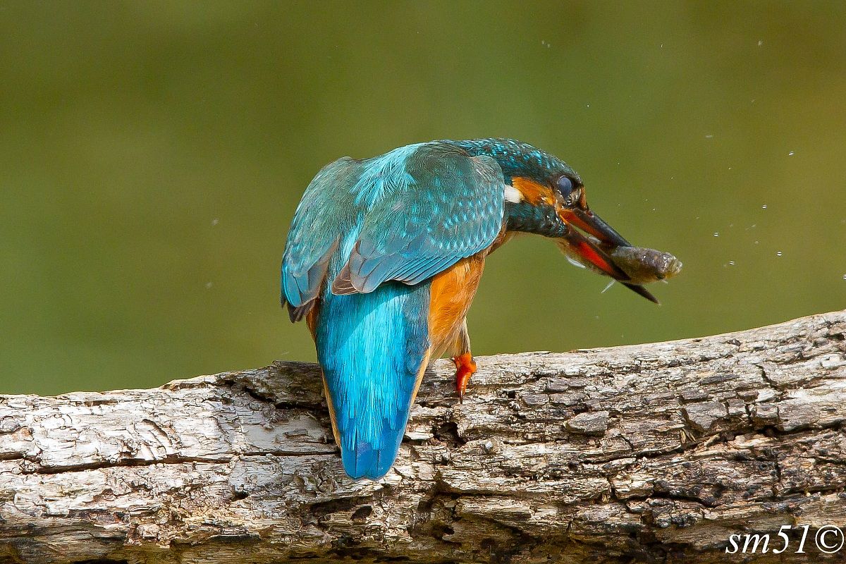 Kingfisher