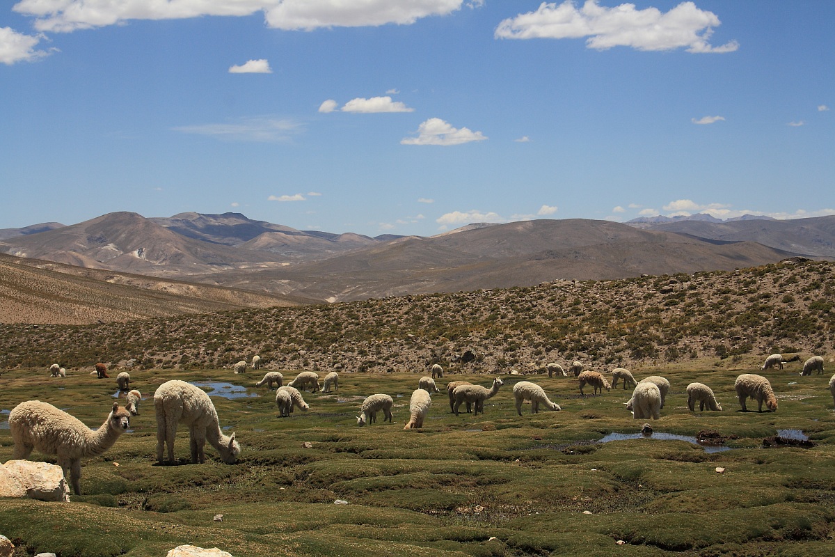 alpacas sugli altopiani andini