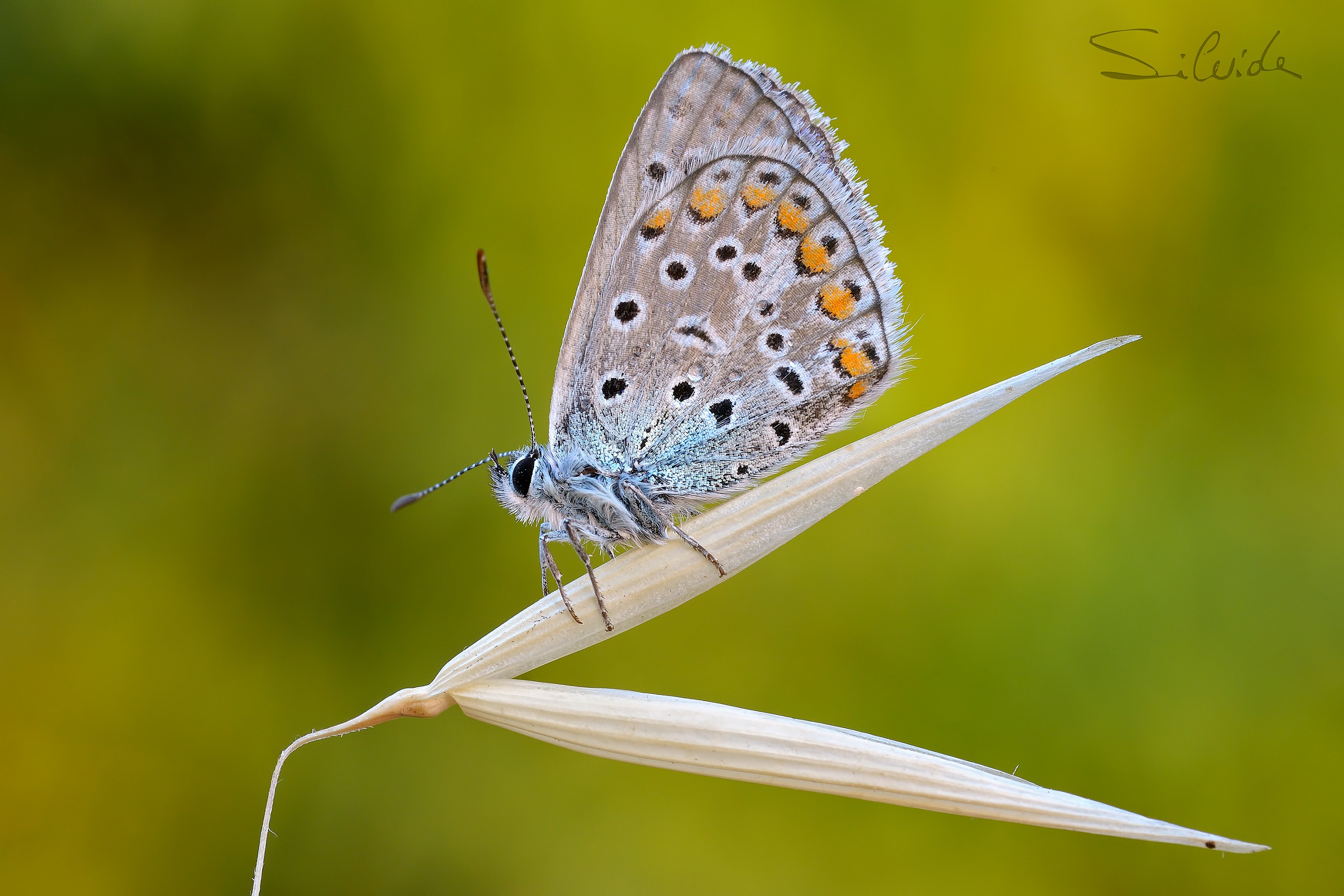 Ciak........si gira!