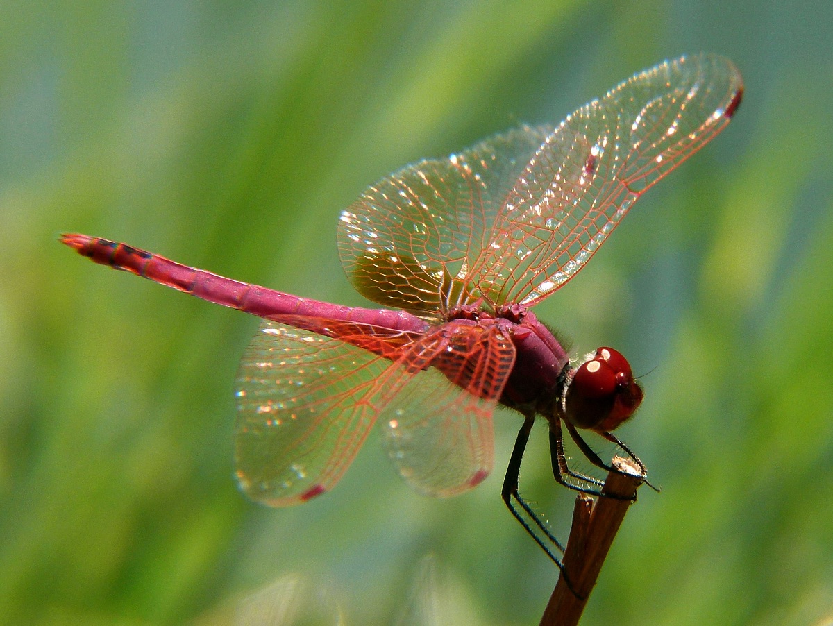 libellula presso acque termali di Segesta (Sicilia)