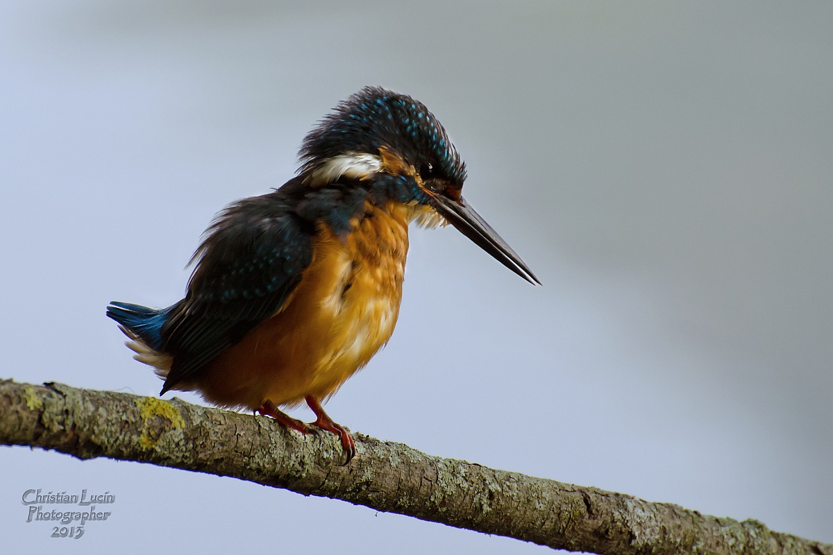 KingFisher