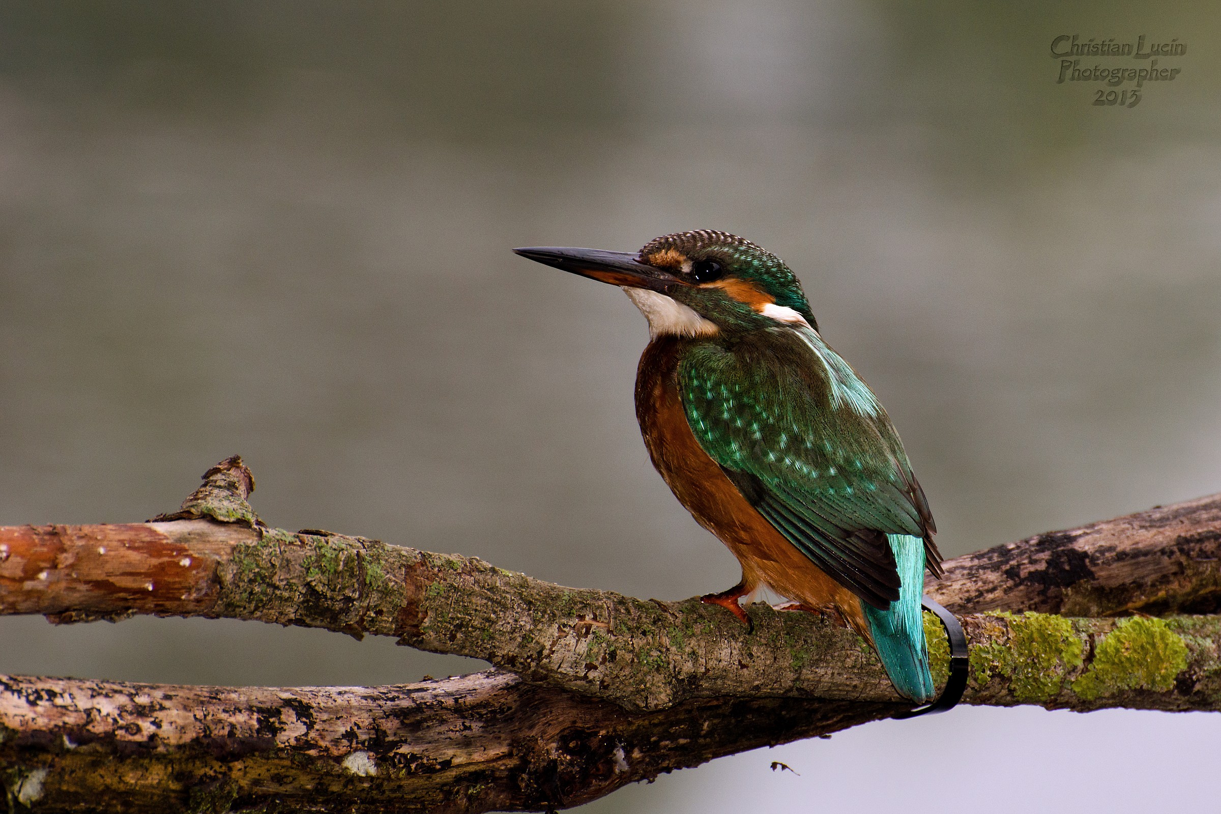 KingFisher
