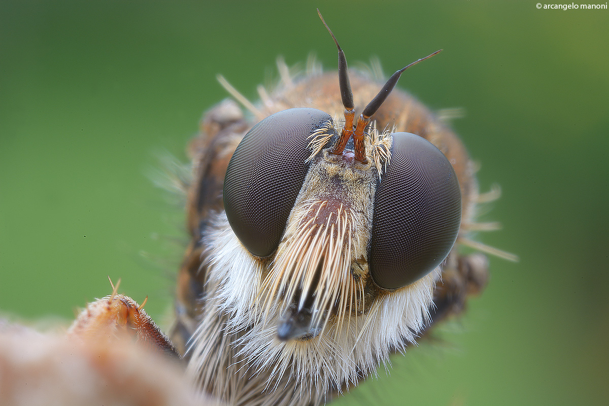 Primo piano all'asilide