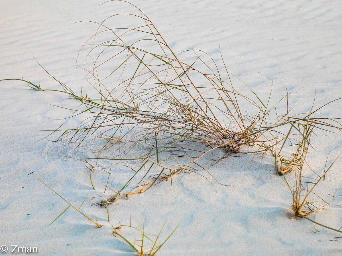 Saadiate spiaggia crescita selvaggia