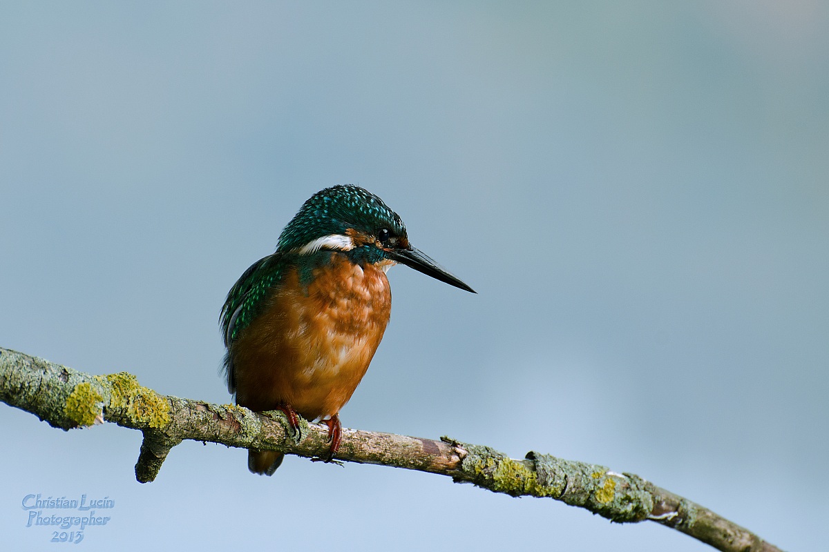 KingFisher