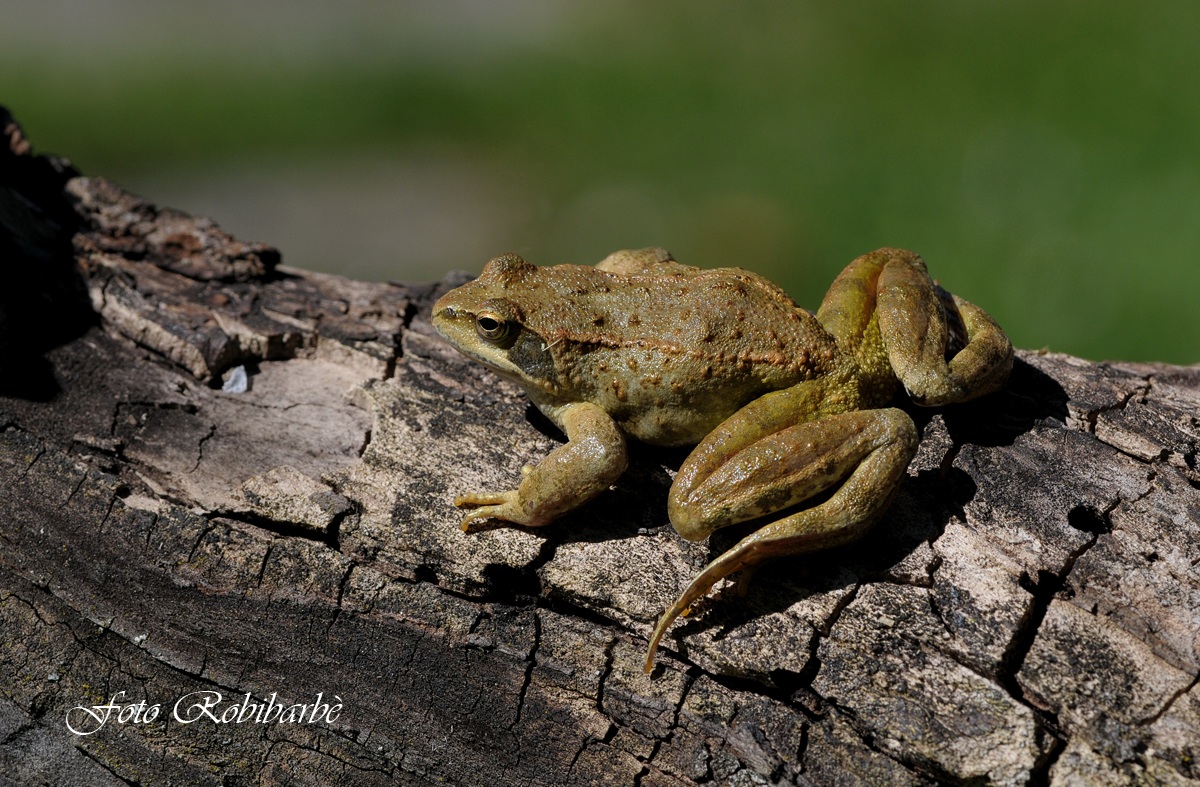 Una ...Rana ....montanara...
