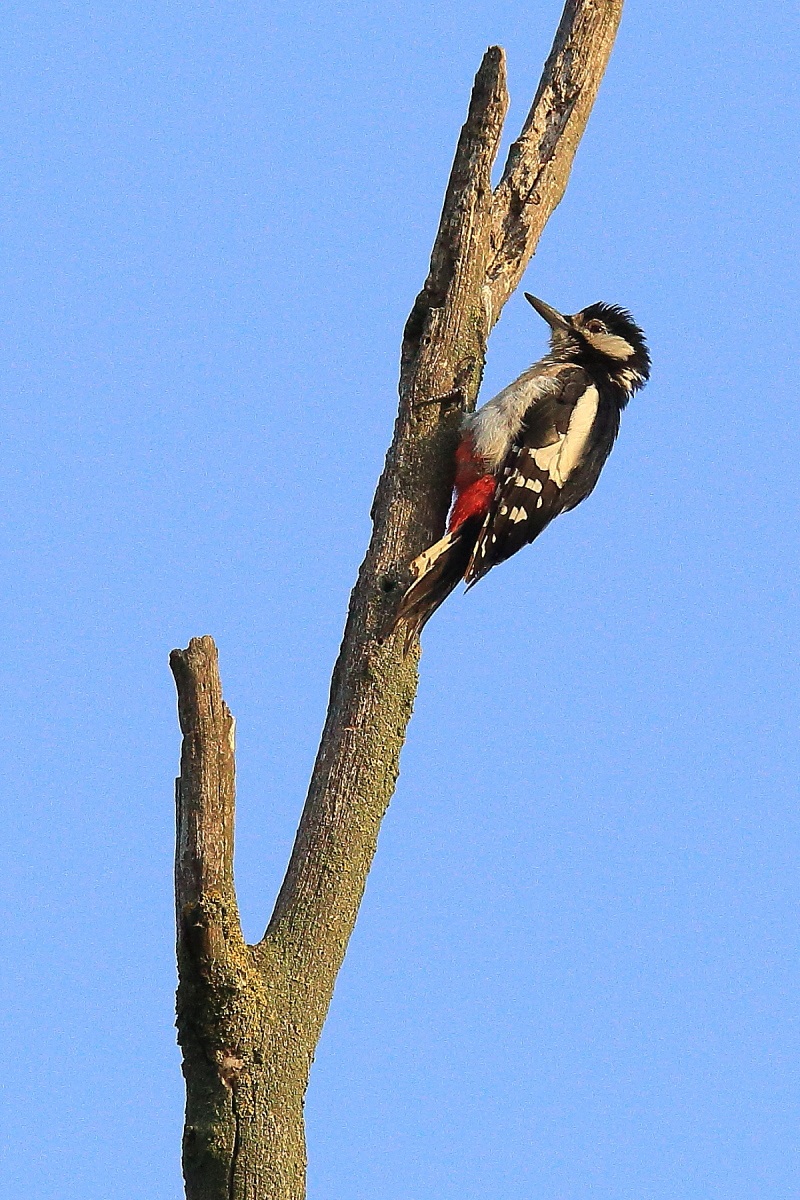 Great Spotted Woodpecker juv.