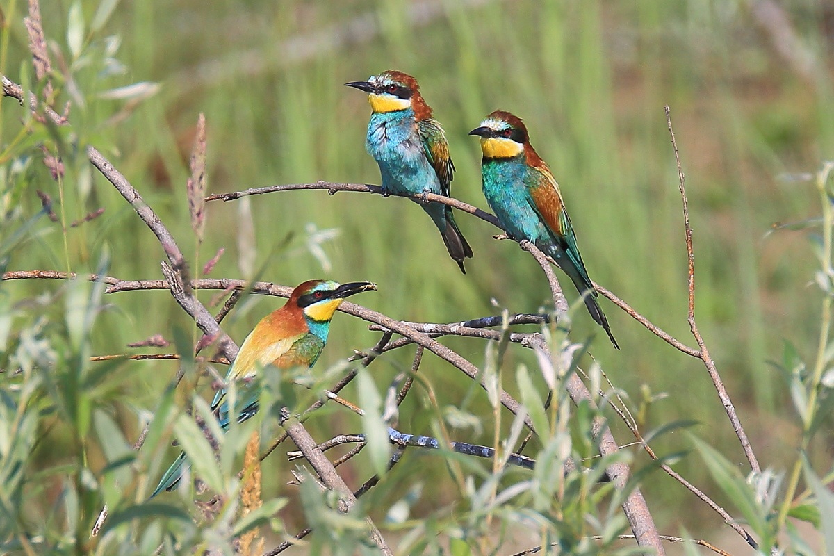 Bee-eaters in meeting
