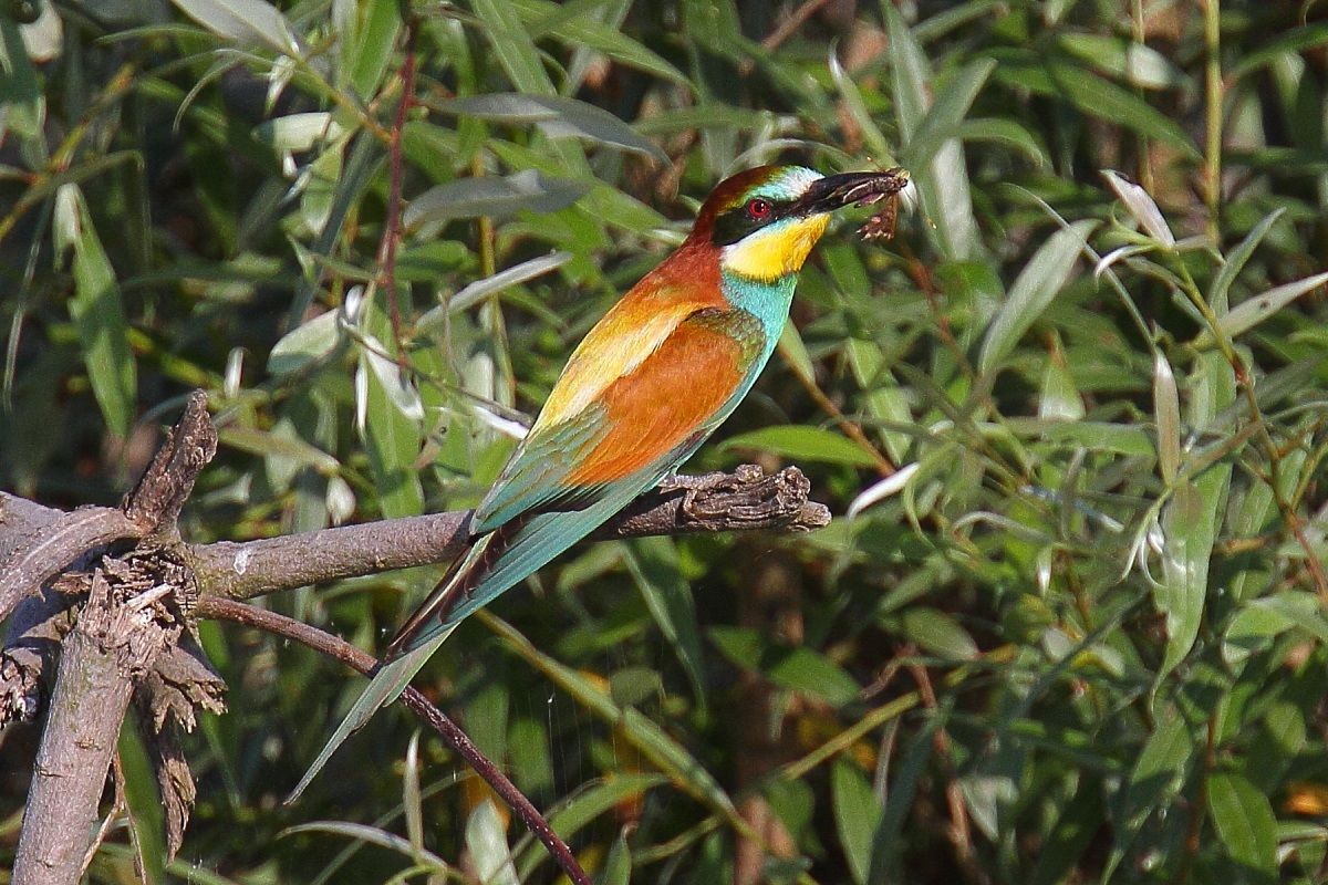 Bee-eater