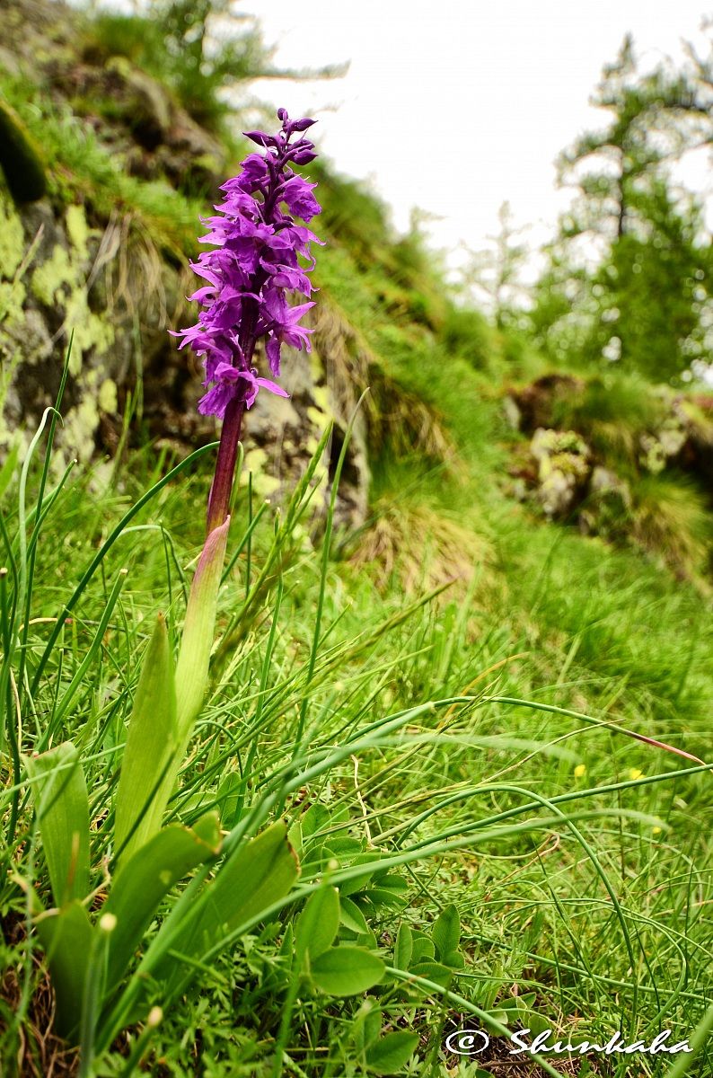 Orchis mascula